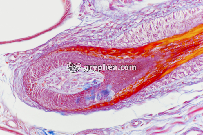 Follicule pileux CL x100 - gryphea.org